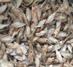 Dry Puthi Maas(500gms)