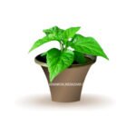 Bhut Jolokia Seeds
