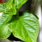 Bhut Jolokia Seeds