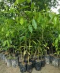 wildagar1-300×300