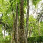 wildagar1-300×300
