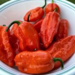 Bhut Jolokia Seeds