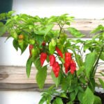 Bhut Jolokia Seeds