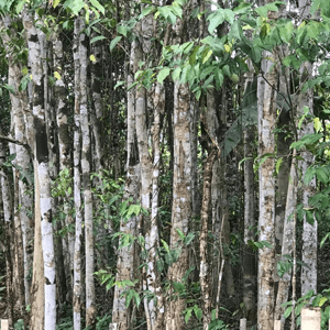 Agarwood Healthy Plant of Assam (Pack of 2)