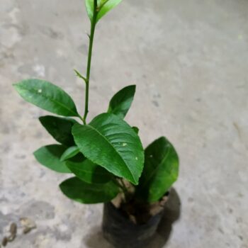 Kazi Nimbu Plant