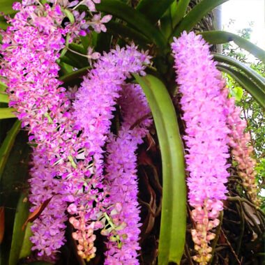 The Sacred Kopou Plant of Assam: A Powerful Symbol of Bihu & Assamese Identity