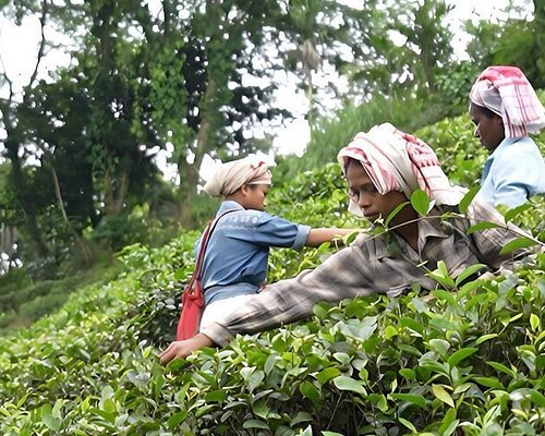 Exploring the Enchanting Tea Plantations of Assam