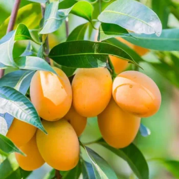 Mango Amrapali Grafted Live Plant (Pack of 1)