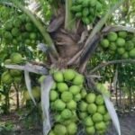 Coconut Live Plant (Pack of 1)