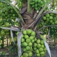 Coconut Live Plant (Pack of 1)