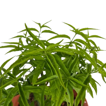Sabah Snake Grass Medicinal Plant