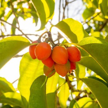 Bokol Live Plant (Pack of 1)