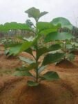 Segun Live Plant (Pack of 3)