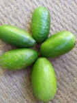 Assam Lemon Kazi Nimbu (1kg) Pack of 7-10