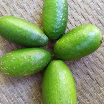 Assam Lemon Kazi Nimbu