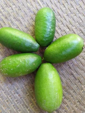Assam Lemon Kazi Nimbu (1kg) Pack of 7-10