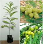 Indian gooseberry Amla Live Plant (Pack of 2)