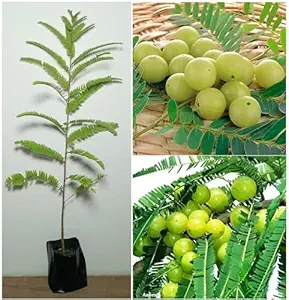 Indian gooseberry Amla Live Plant (Pack of 2)