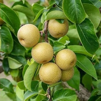 Nashpoti Live Plant (Pack of 1)