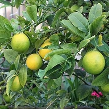 Gol Nimbu, gul nemu Plant