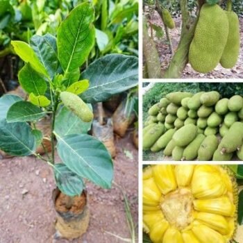 Hybrid Jackfruit Grafting Live Plant (Pack of 1)