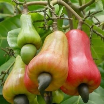 Kaju Live Plant (Pack of 1)