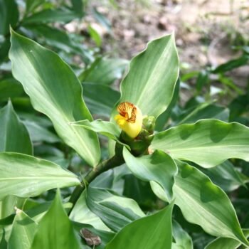 Costus Igneus Insulin Medicinal Plant