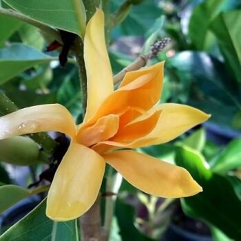 Seni Champa Grafted Live Plant (Pack of 1)