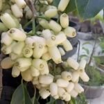 White jamun live plant (Pack of 1)