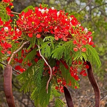 Krishna Sura Live Plant (Pack of 1)