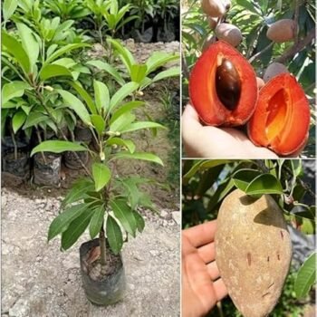 Hybrid Sapota Chiku Grafting Live Plant (Pack of 1)