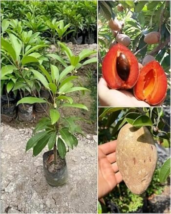 Hybrid Sapota Chiku Grafting Live Plant (Pack of 1)