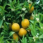 Hybrid Mosambi Grafted Live Plant (Pack of 1)