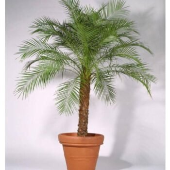 Indoor Phoenix Palm Plant