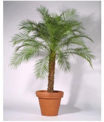 Indoor Phoenix Palm Plant
