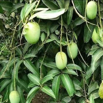 Legera Mango Grafted Live Plant (Pack of 1)