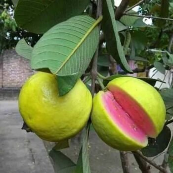 Lalaitha Guava Pink Flesh Plant
