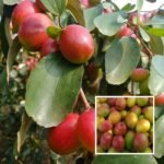 Apple Bogori Red Sundari Apple Ber Jujube Live Plant