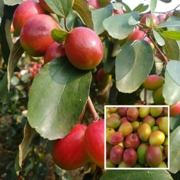 Apple Bogori Red Sundari Apple Ber Jujube Live Plant