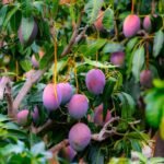 Miyazaki-Mango-fruit-with-plant