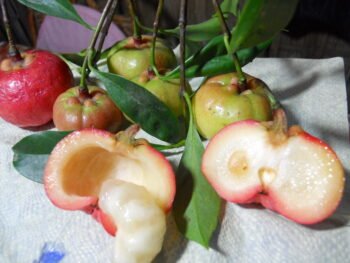 Rupohi Thekera live plant Garcinia lanceifolia