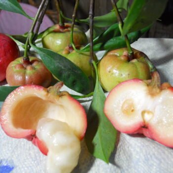 Rupohi Thekera live plant Garcinia lanceifolia