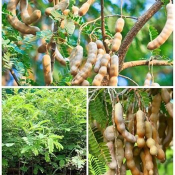 Tamarind Imli Live Plant (Pack of 1)