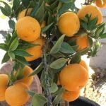 Hybrid Sweet Malta Grafted Live Plant (Pack of 1)