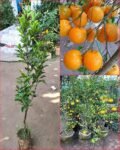 Hybrid Orange Cutting Live Plant (Pack of 1)