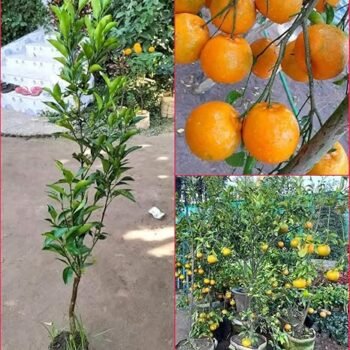 Hybrid Orange Cutting Live Plant (Pack of 1)