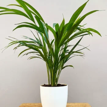 Indoor Areca Palm Plant