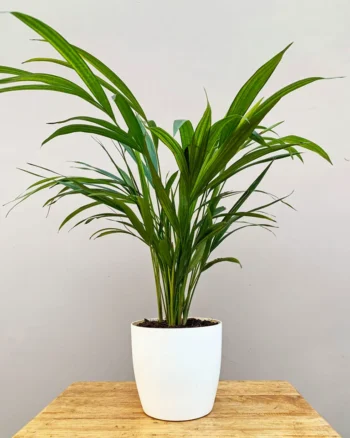 Indoor Areca Palm Plant