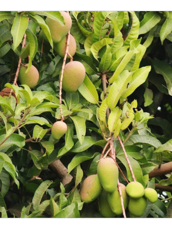 Barmahia Mango Grafted Live Plant (Pack of 1)