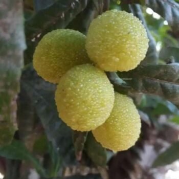 Noga Tenga Live Plant (Pack of 1)